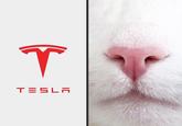 Cat Nose vs Tesla Logo | /r/memes T TESLA
