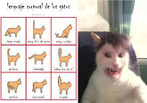 An image of the Clutterfunk cat next to a Spanish cat language chart. The image is originally set to "Clutterfunk" from Geometry Dash.