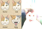 An image of a cat emotion chart. Next to the emotion chart is a blown-out image of the Clutterfunk cat.