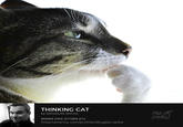 THINKING CAT by DOUGLAS SACHA MEMBER SINCE OCTOBER 2016 fineartamerica.com/profiles/douglas-sacha FINE ART AMERICA