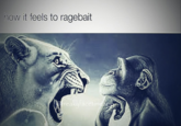 A popular version of the screaming lion and chill monkey meme, alongside a caption that reads, "How it feels to ragebait." The image was first used in sincere "boomer":https://knowyourmeme.com/memes/cultures/baby-boomers memes before being used in a manner similar to the "Small Brain Man Screaming at Big Brain Man":https://knowyourmeme.com/memes/small-brain-man-screaming-at-big-brain-man meme.