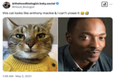 Variations of the "Anthony Mackie looks like he knows something about you" meme continued to make the rounds after 2021, as seen in a tweet post that reads, "this cat looks like anthony mackie & I can’t unsee it 😂🤣"