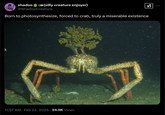 shadoo (silly creature enjoyer) @ShadooCreature Born to photosynthesize, forced to crab, truly a miserable existence 11:57 AM · Feb 22, 2025 24.5K Views