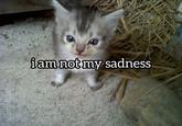 One of the earliest known posts featuring the kitten now known as Oupi Goupi. This image was originally posted to Tumblr in November 2022 by @teathattast alongside a text overlay that read, "I am not my sadness."
