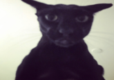 The origin of the "Larry" image that became a popular cat meme on TikTok and Instagram in 2024. The image features an oriental shorthair cat named Dexter, a breed known for their long snouts and deep voices. "Larry" is often jokingly portrayed as a scary and "evil" cat in a series of "Scariest Stories":https://knowyourmeme.com/memes/try-not-to-get-scared-scariest-stories style videos online. 