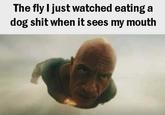 The fly I just watched eating a dog s--- when it sees my mouth