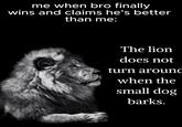 me when bro finally wins and claims he's better than me: The lion does not turn around when the small dog barks.