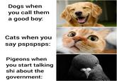Dogs when you call them a good boy: Cats when you say pspspsps: Pigeons when you start talking shi about the government: