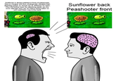 Sunflower is always planted in front of peashooter, they're cheaper and less strategically valuable than attacking plants so should act as defenses for them. Plus the further back the attacking plants are the more damage they can do before being eaten so you want them way in the back Sunflower back Peashooter front