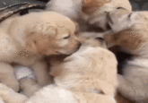 Golden retriever attack