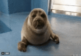 X user @derpatron6000 posted a _Five Nights at Freddy's_ jumpscare GIF combined with a photo of baby Nico the Seal.