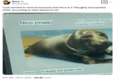Post showing how Niko is described as a "naughty and spoilt child" on his official Toba Aquarium page.