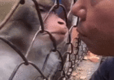 The original "GIF":https://knowyourmeme.com/memes/cultures/gif of a man almost kissing a "monkey":https://knowyourmeme.com/memes/monkeys-apes through a fence which went viral on "Twitter / X":https://knowyourmeme.com/memes/sites/twitter-x in early 2025.