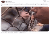 A "tweet":https://knowyourmeme.com/memes/sites/twitter-x using the Almost Kissing Monkey "GIF":https://knowyourmeme.com/memes/cultures/gif, captioned, "Hovering over my scalding tea while resisting the urge to sip it."