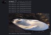 X user @cutecoric posted a screenshot of a Discord conversation where a user named "angel" repeatedly wrote, "scratch my bellayyyyyy." The tweet gathered over 70,000 likes in two months. 