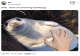 On January 23rd, 2025, @yuuareaseal posted a "Photoshopped":https://knowyourmeme.com/memes/sites/photoshop image showing a hand scratching the seal pup's "bellayyy," gathering over 11,000 likes in two months.