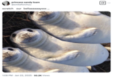 X user @smileforchuu posted a "Photoshopped":https://knowyourmeme.com/memes/sites/photoshop image showing three white seal pups laying side by side alongside a caption that read, "scratch    our   bellaaaaaaysss ...."