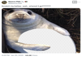 X user @Mawce_PNG posted a "Photoshopped":https://knowyourmeme.com/memes/sites/photoshop image showing a white seal pup with a white transparent grid for a belly. 