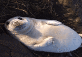 A GIF posted by @lysnthere depicting Frankfurt the "rub my bellayyy" seal pup.
