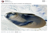 X user @mistapussy posted a "Evil X Be Like":https://knowyourmeme.com/memes/evil-x-be-like meme about Frankfurt, the "scratch my bellayyy" seal pup.