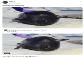 amy @fat_nerpa Scratch my bellayyy toth @moharuharu3 Dec 5, 2024 へそ天で昇天 0:20 2:01 PM Feb 27, 2025 51.7K Views
