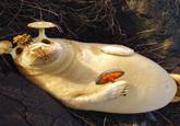 A "fungus" variant of the "scratch my bellayyy" meme, which features a plump white seal pup sometimes called Frankfurt.