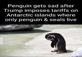 Penguin gets sad after Trump imposes tariffs on Antarctic islands where only penguin & seals live