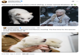 westerosies @westerosies Romulus and Remus have a third sibling, a sister named Khaleesi U westerosies @westerosies · 18h Dire Wolf siblings, Romulus and Remus, howling. The first time for the species in over 10,000 years 0:04 2:12 PM - Apr 7, 2025 951.4K Views