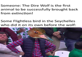 Someone: The Dire Wolf is the first animal to be successfully brought back from extinction! Some Flightless bird in the Seychelles who did it on its own before the wolf: Hi