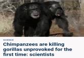 SCIENCE Chimpanzees are killing gorillas unprovoked for the first time: scientists