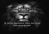A lion misses the urinal on purpose