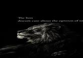 The lion doesn't care about the opinion of ni