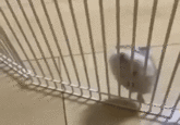 Hamster climbing