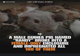 SWIPE NF HEADLINES A MALE GUINEA PIG NAMED "RANDY" BROKE INTO A FEMALE-ONLY ENCLOSURE AND IMPREGNATED ALL 100 OF THEM