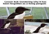 Lesser Auk wondering why it has been forgotten as a living penguin al