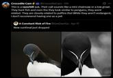 Crocodile Cam4 @CrocodileCam ⚫ 17h This is a razorbill auk. Their call sounds like a mini chainsaw or a low growl. They hunt fish and even tho they look similar to penguins, they arent related. They are closely related to puffins tho! While they aren't endangerd, i don't recommend having one as a pet A Constant Risk of Fire @SeeDaviGo. Apr 17 New cuntimal just dropped donatures arr Jonaturesnarrate
