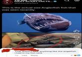 For you Explore DAILY SCARY FACTS... @thescaryfact This is the actual size Anglerfish fish that was seen recently. 凸 1.7K о 78 D That doesn't look anything like the angelfish I had in my fish tank 7w Like Reply 51 4 Sib