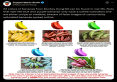 Supper Mario Broth @MarioBrothBlog Ø All colors of bananas from Donkey Kong 64 can be found in real life. Note that real-life blue and purple bananas only have a subtle coloration and are either unripe or inedible; beware of false images of cartoonishly saturated bananas spread online. Donkey Kong's yellow bananas resemble the most common banana cultivar, the Cavendish banana. Diddy Kong's red bananas resemble the Red Dacca banana cultivar, which contains high levels of beta-carotene, giving it a red hue. Chunky Kong's green bananas resemble either unripe yellow bananas or cooking bananas, also known as plantains. These are very rarely eaten raw. Lanky Kong's blue bananas resemble the Blue Java banana cultivar, which has a temporary blue coating when it is not yet ripe. Tiny Kong's purple bananas resemble the Musa ornata species of banana which has pinkish/purplish fruits, especially when not ripe, but is inedible Note that the Internet is full of fabricated/doctored images of blue and purple bananas where the color is greatly exaggerated for dramatic effect. The real Blue Java and Musa ornata bananas have a subtle blue and purple coloration, not cartoonishly saturated hues. Source: info: Reddit user "Flashlight237", organicseeds4you.com, epicgardening.com/blue-java-banana, brisbaneediblegardening.org/2023/03/22/blue-java-bananas