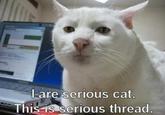 I are serious cat. This is serious thread.