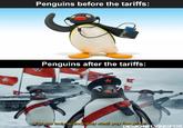 * Penguins before the tariffs: Penguins after the tariffs: * Er For our holy island, they shall pay the price! DEMONFLYINGFOX