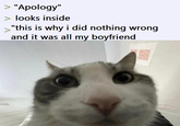 > "Apology" looks inside "this is why i did nothing wrong and it was all my boyfriend