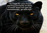 "Scream for your food starting promptly at 6am. If mom does not get up immediately, go bite her"