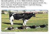 Quadruplets: a 1-in-180 million story! This cow has defied great odds and given birth to four calves that have been named Eeny, Meeny, Miney and Moo. defying the odds with mama