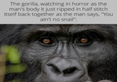 The gorilla, watching in horror as the man's body it just ripped in half stitch itself back together as the man says, "You ain't no snail":