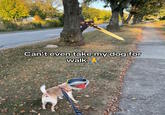 Can't even take my dog for walk