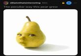 An /r/Damnthatsinteresting post of the Pear Baby "photoshop":https://knowyourmeme.com/memes/sites/photoshop "meme":https://knowyourmeme.com/memes/memes, joking, "The peculiar way this pear grew."