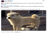 On May 21st, X user @SuperViiral posted a thread of King Charles' videos, describing him as "The dog with the most aura in the world." The caption on the post read, "🧵 EL PERRO CON MÁS AURA del mundo : HILO CON TODOS SUS VÍDEOS," and the initial post gathered over 270,000 likes in a day.