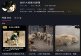 Douyin user "胡子大叔爱犬部落" or "Uncle Beard Dog Tribe" is the origin of the alpha dog King Charles' videos, where a shaggy-looking medium style dog regularly tames his packmates in a quiet, dominating manner. The Douyin user's bio translates to, "Raising dogs is just a personal hobby. I will update videos from time to time. Friends who like it can follow me. Thank you."