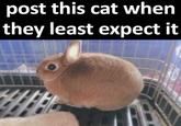post this cat when they least expect it