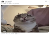 X user @miukabu posted an image of the Rigby peeing GIF, asking, "WHAT THIS GIF CALLEDDD," and gathering over 300,000 likes in two weeks.